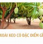 Xoài Keo Bao Nhiêu 1Kg